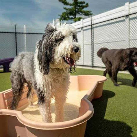 pet palace carmel|The Best Pet Boarding in Indianapolis 